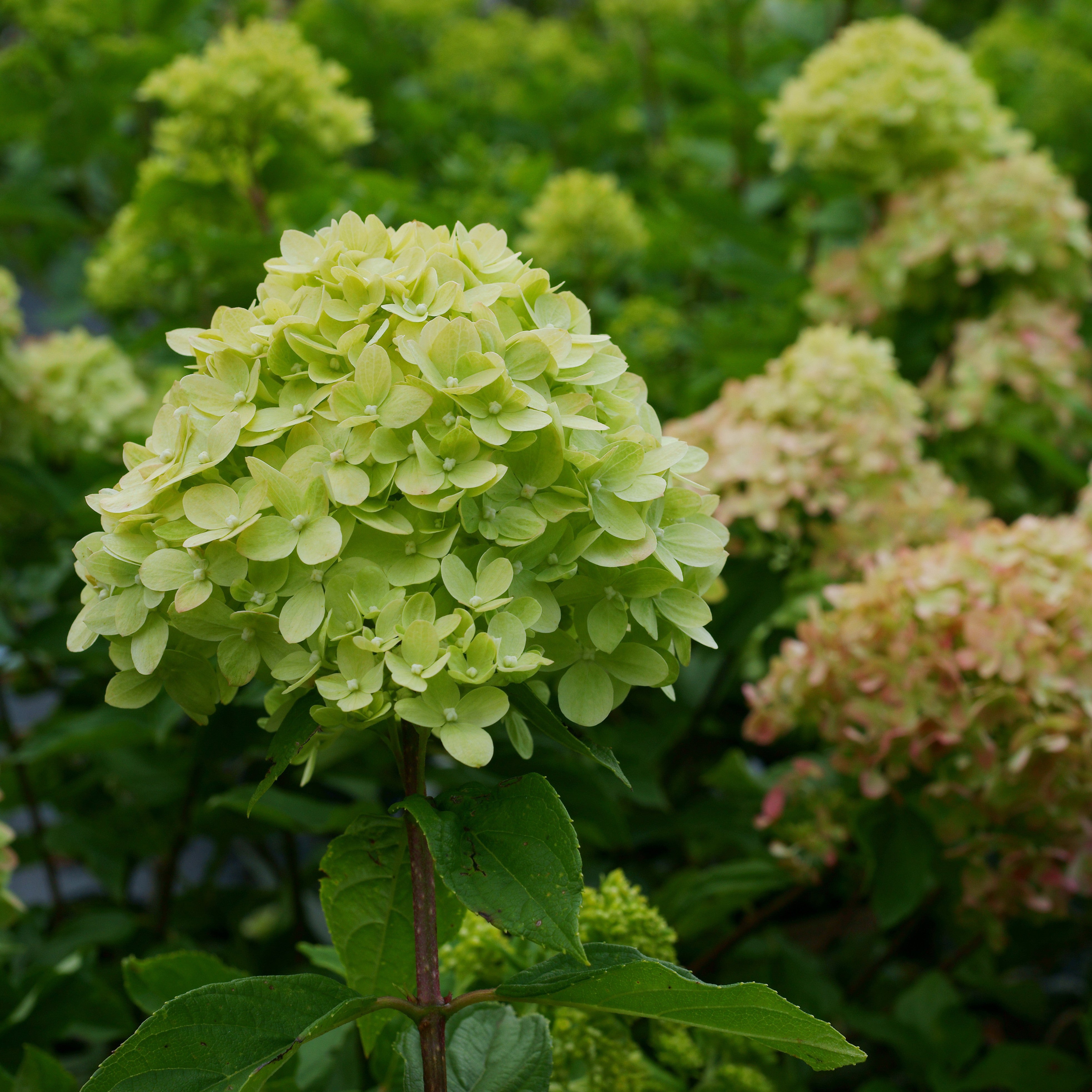 Hydrangea Paniculata Little Lime Zwerg Rispenhortensie Little Lim Hydrangea Paniculata Little Lime Zwerg Rispenhortensie Little Lim