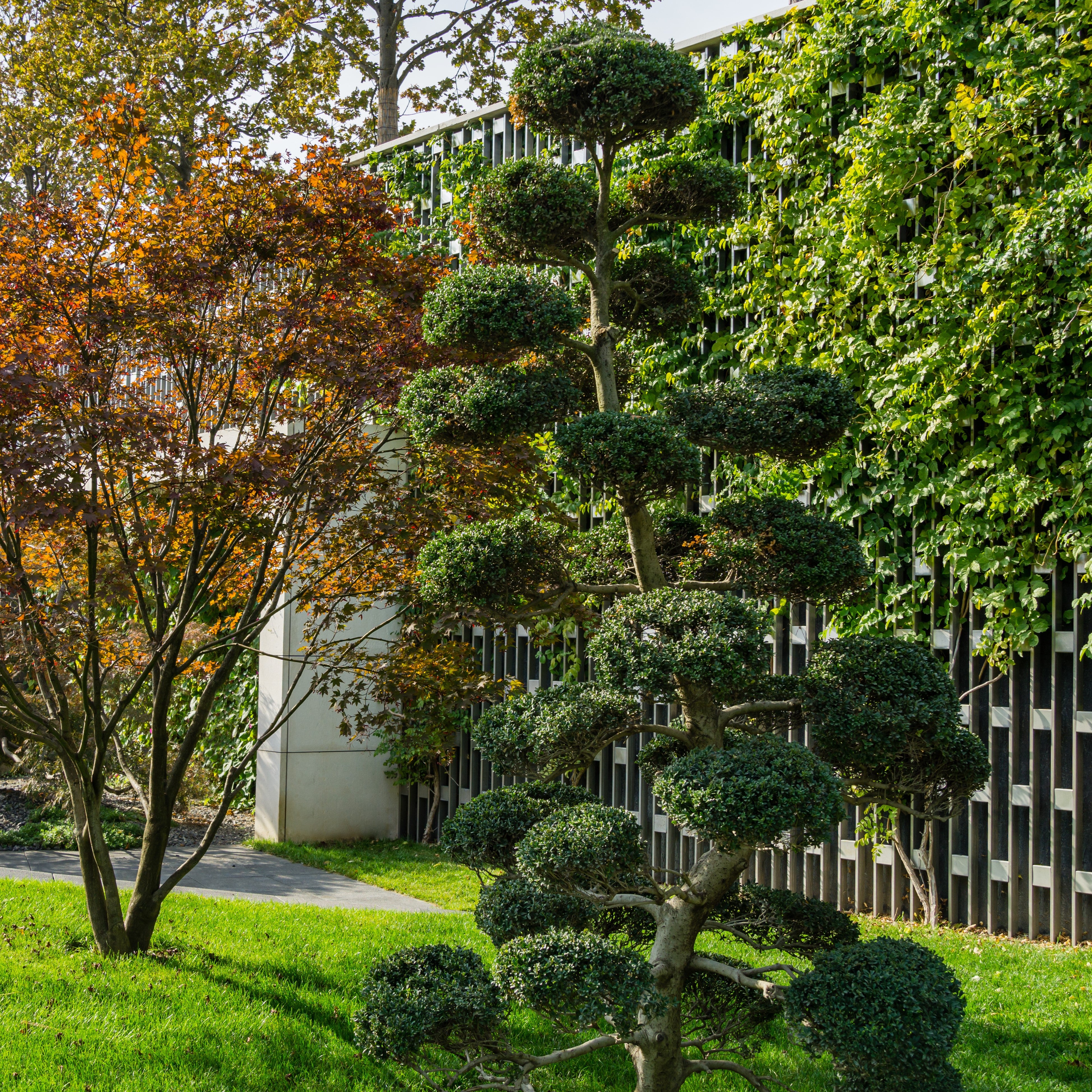 japanische stechpalme kinme Ilex crenata 'Kin Me'
