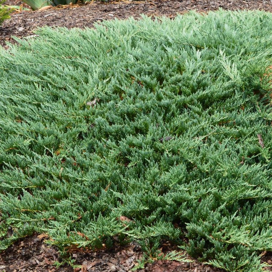 Teppich Wacholder Juniperus horizontalis "Icee Blue" Gartenwelt Donautal
