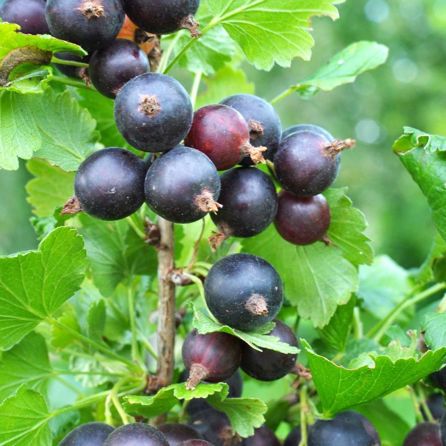 Josta Beere Ribes "Jostabeere" Gartenwelt Donautal