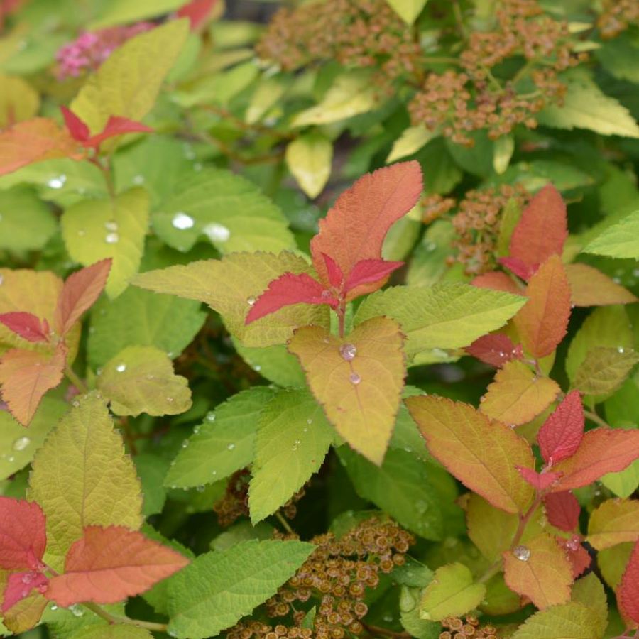 Japan Spiere Spiraea japonica Gartenwelt Donautal