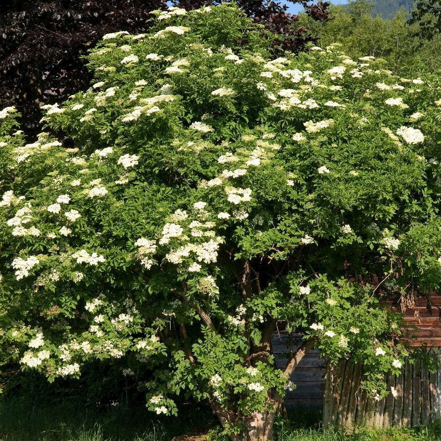 Schwarzer Holunder Sambucus nigra "Haschberg" Gartenwelt Donautal