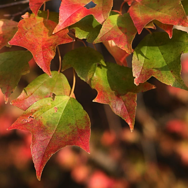 Acer buergerianum - Dreispitziger Ahorn