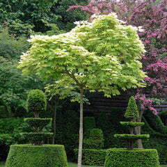 Acer camprestre 'Globosum' - Kugel-Feldahorn