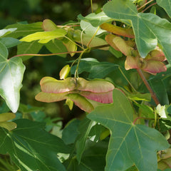 Acer campestre  -  Feldahorn