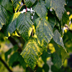 Acer davidii - Schlangenhaut-Ahorn