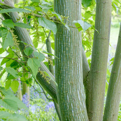 Acer davidii - Schlangenhaut-Ahorn