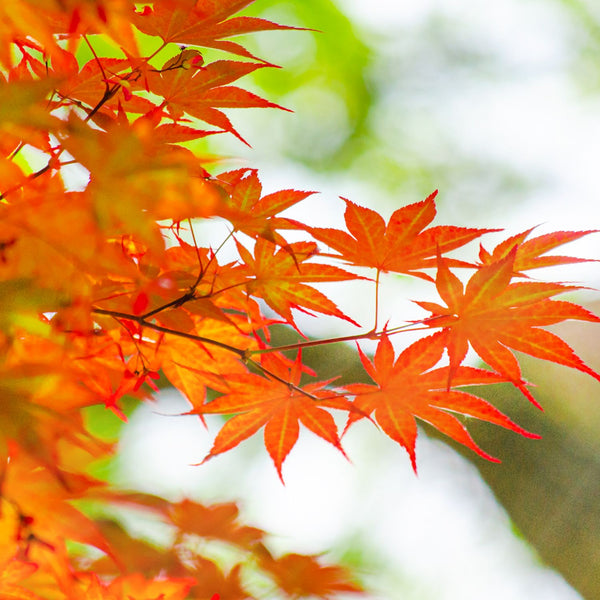 Acer freemanii 'Autum Blaze' - Herbst-Flammen-Ahorn