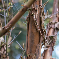 Acer griseum - Zimt-Ahorn