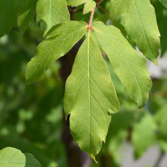 Acer griseum - Zimt-Ahorn
