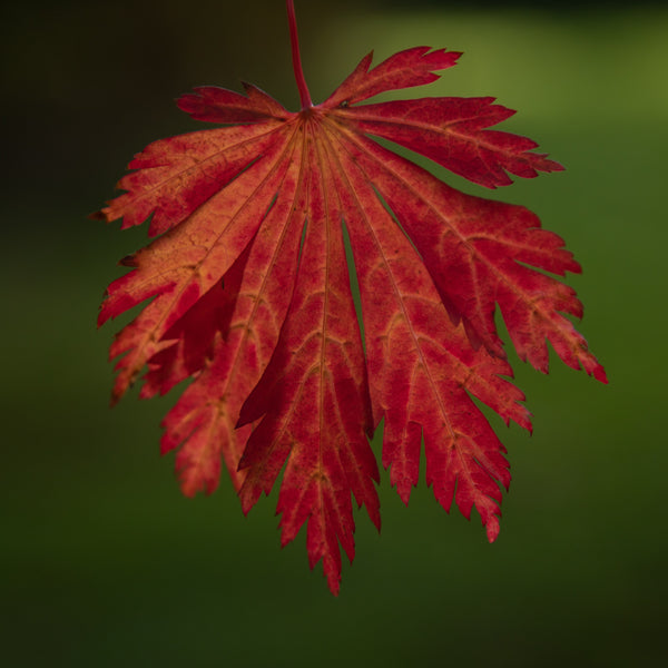Acer japonicum 'Aconitifolium' - Eisenhutblättriger Ahorn 'Aconitifolium' / japanischer Feuer-Ahorn