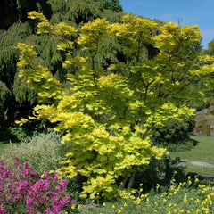Acer shirasawanum 'Aureum' - Japanischer Gold-Ahorn 'Aureum' (gelb)