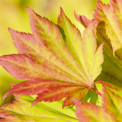 Acer shirasawanum 'Aureum' - Japanischer Gold-Ahorn 'Aureum' (gelb)
