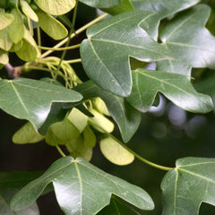 Acer monspessulanum - Französischer Ahorn, Burgen-Ahorn