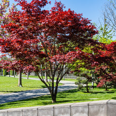 Acer palmatum  'Atropurpureum' - Roter Fächer-Ahorn 'Atropurpureum'
