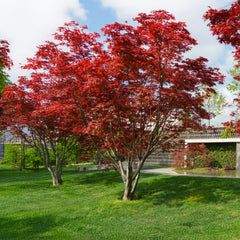 Acer palmatum 'Dissectum Garnet' - Dunkelroter Schlitz-Ahorn 'Dissectum Garnet'