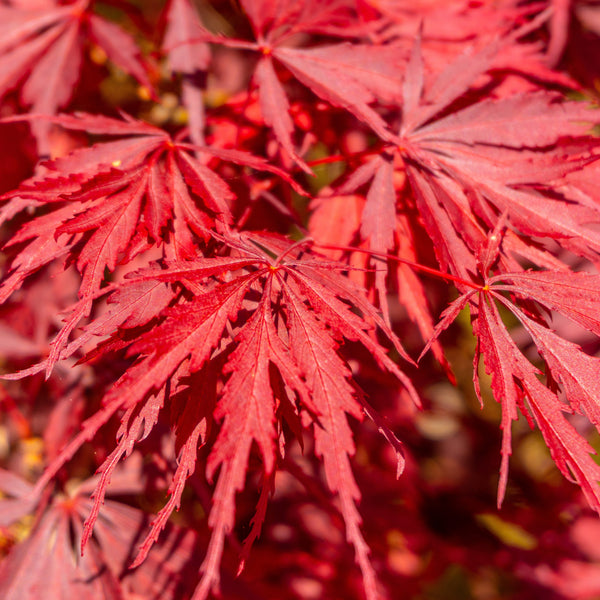 Acer palmatum 'Inaba-shidare' - Roter Fächer-Ahorn 'Inaba-shidare'