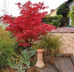 Acer palmatum 'Osakazuki' - Grüner Fächer-Ahorn 'Osakazuki'