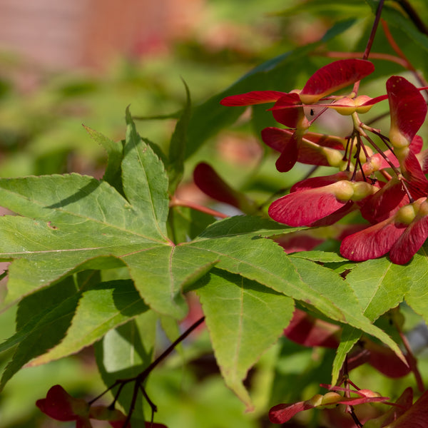 Acer palmatum 'Osakazuki' - Grüner Fächer-Ahorn 'Osakazuki'