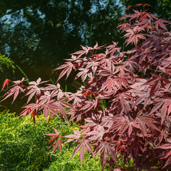 Acer palmatum 'Atropurpureum' - Roter Fächerahorn 'Atropurpureum'