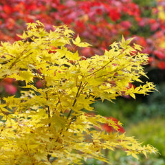 Acer palmatum 'Bi-hoo' - Hellgrüner Fächer-Ahorn 'Bi-hoo'