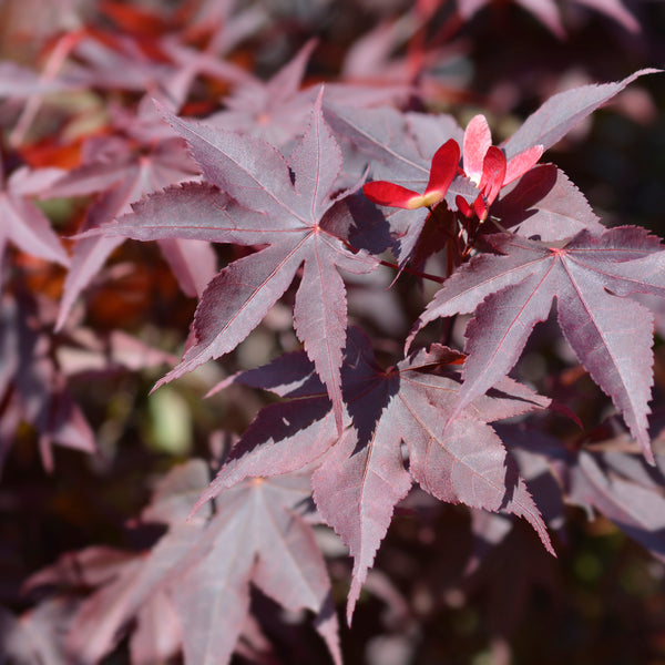 Acer palmatum 'Bloodgood' - Dunkelroter Fächer-Ahorn 'Bloodgood'