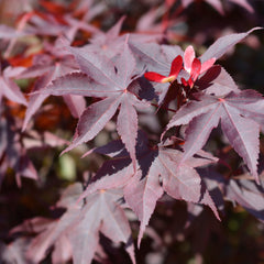 Acer palmatum 'Bloodgood' - Dunkelroter Fächer-Ahorn 'Bloodgood'