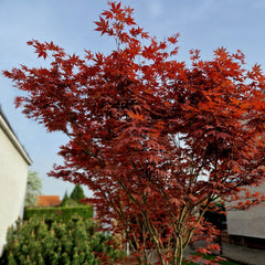 Acer palmatum 'Bloodgood' - Dunkelroter Fächer-Ahorn 'Bloodgood'