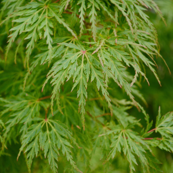 Acer palmatum 'Dissectum Garnet' - Dunkelroter Schlitz-Ahorn 'Dissectum Garnet'