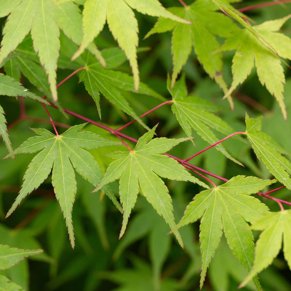 Acer palmatum - Grüner Fächer-Ahorn