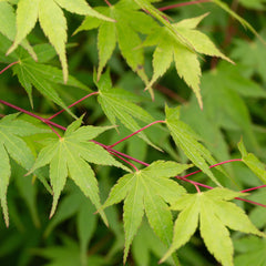 Acer palmatum - Fächer-Ahorn