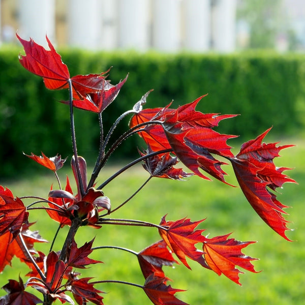 Acer platanoides 'Crimson Sentry' - Blut-Ahorn