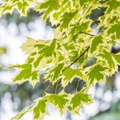 Acer platanoides 'Drummondii' - Weißbunter Spitz-Ahorn 'Drummondii'
