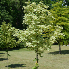 Acer platanoides 'Drummondii' - Weißbunter Spitz-Ahorn 'Drummondii'