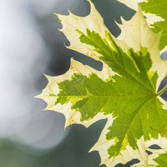 Acer platanoides 'Drummondii' - Weißbunter Spitz-Ahorn 'Drummondii'