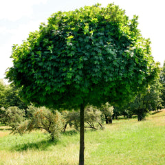 Acer platanoides 'Globosum' - Kugel-Ahorn