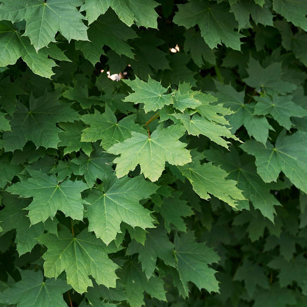 Acer platanoides 'Globosum' - Kugel-Ahorn