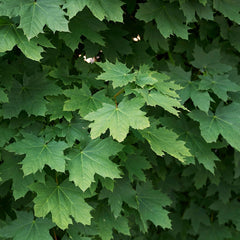 Acer platanoides 'Globosum' - Kugel-Ahorn