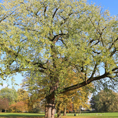 Acer saccharinum - Silber-Ahorn