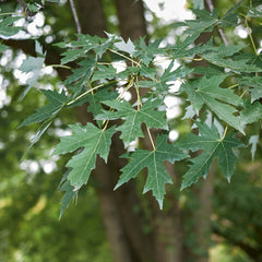 Acer saccharinum - Silber-Ahorn