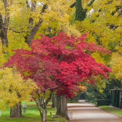 Acer tataricum 'ginnala' - Tatarischer Steppen-Ahorn