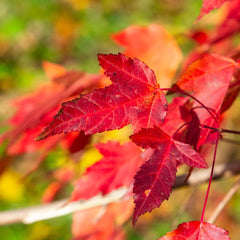 Acer tataricum 'ginnala' - Tatarischer Steppen-Ahorn