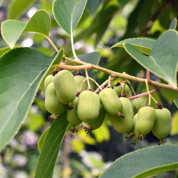 Actinidia arguta 'Issai' - Minikiwi 'Issai'