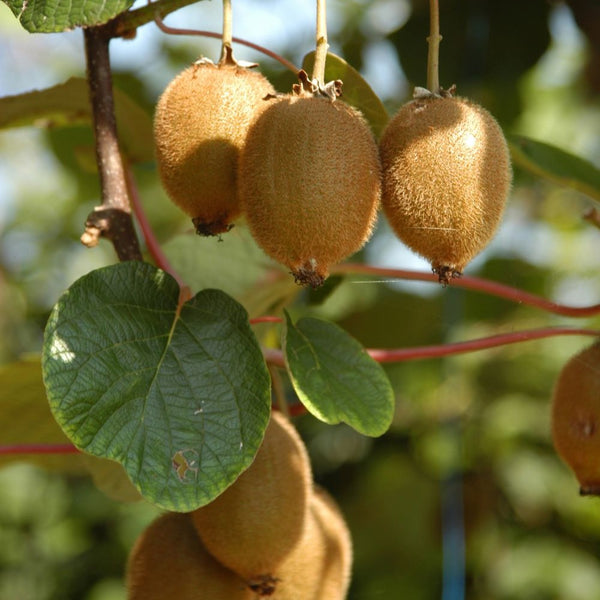 Actinidia chinensis 'Jenny' - Kiwi 'Jenny' (selbstbefruchtend)