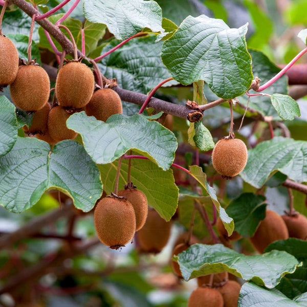 Actinidia deliciosa 'Hayward' - Kiwi 'Hayward' (weiblich)