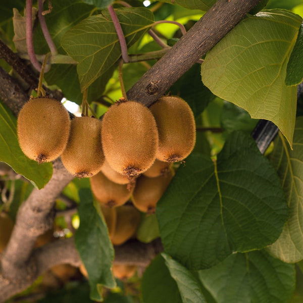 Actinidia chinensis 'Tomuri' - Kiwi 'Tomuri' (männlich)