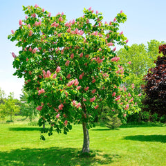 Aesculus carnea 'Briotii' - Scharlach-Rosskastanie