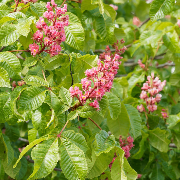 Aesculus carnea 'Briotii' - Scharlach-Rosskastanie