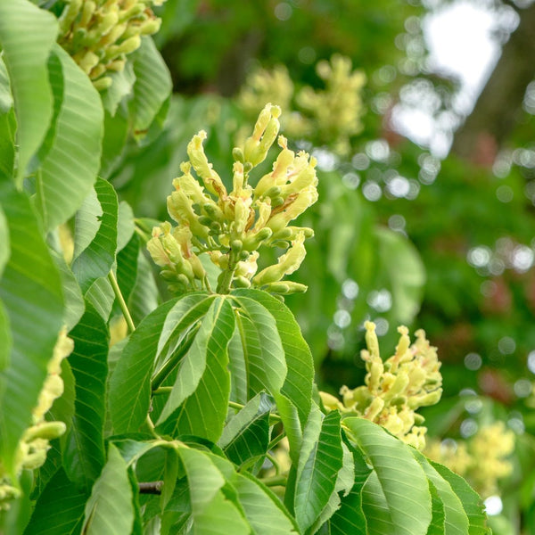 Aesculus flava - Gelbe Rosskastanie