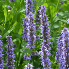 Agastache rugosa 'Blue Fortune' - Duftnessel